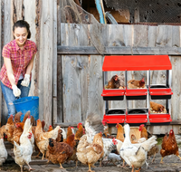 Poulaillers métalliques robustes à 6 compartiments pour poules, dindes et pintades, assemblage rapide, en vente