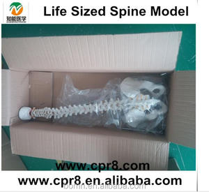 Vida tamaño columna vertebral humana <span class=keywords><strong>de</strong></span> la columna vertebral <span class=keywords><strong>de</strong></span> la pelvis modelo - Product Image 2
