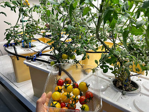 Système hydroponique de culture de tomates en intérieur avec pompe - Circulation d'eau automatisée, irrigation en serre pour le jardinage à domicile - Product Image 3
