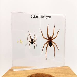 ตุ๊กตาเรซินอีพ็อกซี่เรซินเพื่อการศึกษาตัวอย่างแมลงแมงมุมสำหรับตกแต่งบ้าน - Product Image 3