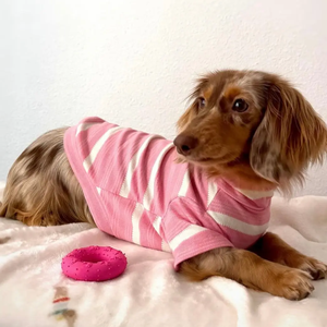 가볍고 편안하며 신축성 있는 스프링 애완동물 드레스 의류 고급 명품 애완동물 디자이너 의류 - Product Image 5