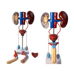 Modèle d'anatomie du système génito-urinaire masculin-Anatomiquement précis pour l'enseignement médical et l'étude d'urologie - Product Image 1