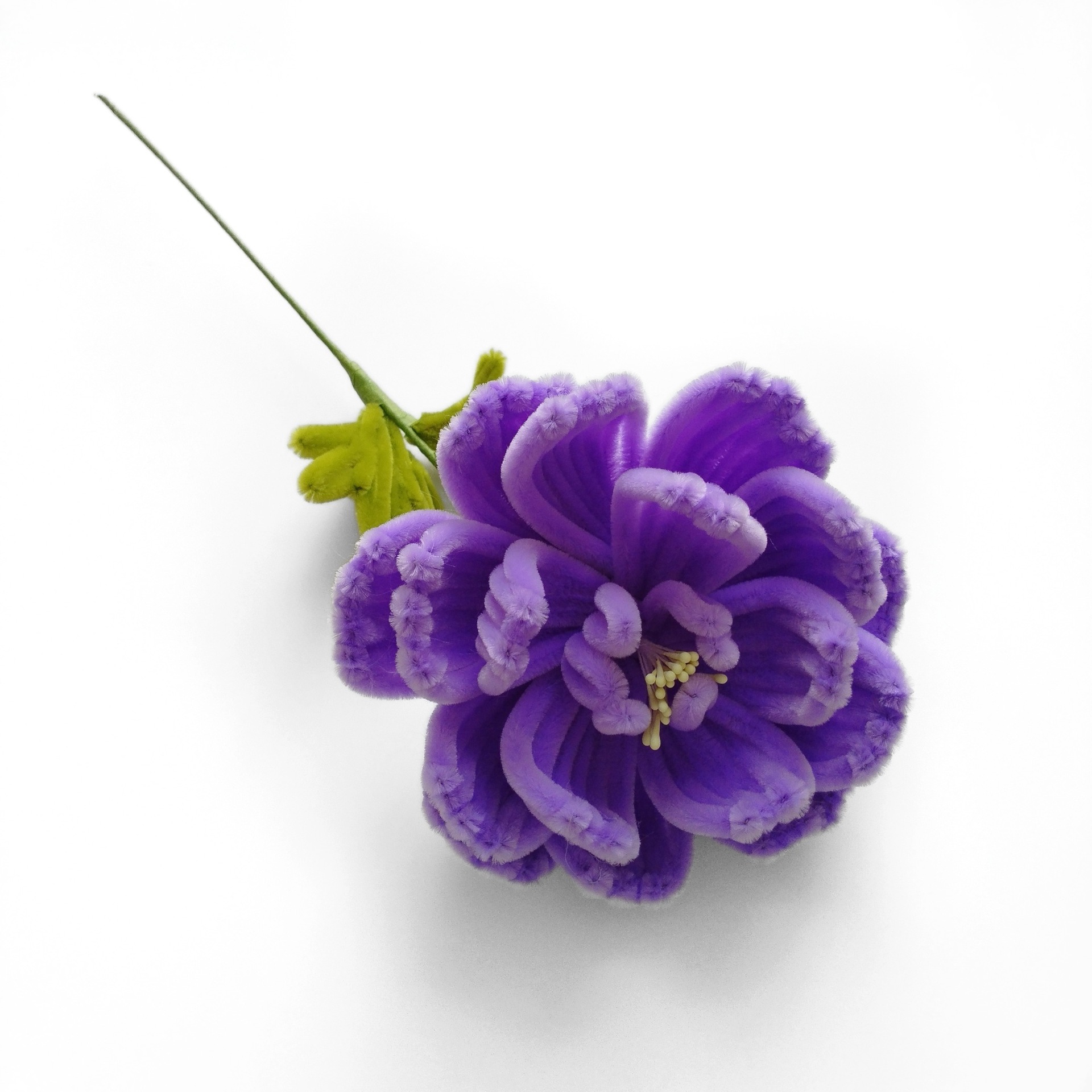 Peonia singola finita color taro viola