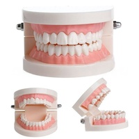 Modèle de cavité buccale en résine pour les dents dentaires, la maternelle et la brosse à dents pour les écoles et les sciences médicales.