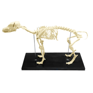Diskon Besar Model Kerangka Anjing Kerangka Hewan PVC Canggih untuk Mengajar - Product Image 4