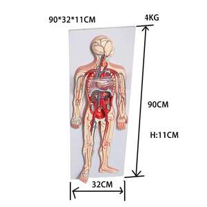 Modelo <span class=keywords><strong>del</strong></span> <span class=keywords><strong>Sistema</strong></span> <span class=keywords><strong>Circulatorio</strong></span> Humano con Corazón y Vasos Sanguíneos - Modelo Anatómico de Circulación de Cuerpo Completo de 90 cm - Product Image 2