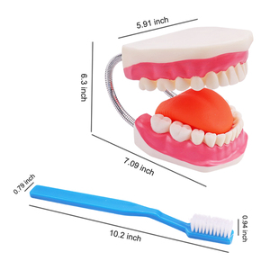 Trousse de dentisterie naturelle, modèle avec une énorme brosse, accessoire d'hygiène, enseignement, <span class=keywords><strong>dentier</strong></span>, - Product Image 6