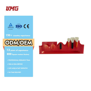 Modelo Dental Seccionado de Implantes, Material de Resina, Marca UMG con Certificación CE para Prácticas Estudiantiles - Product Image 3