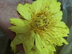 Nymphaea parfumée séchée brute fleur jaune Nymphaea Ampla fleurs jaunes naturelles Nymphaea Ampla pour le thé - Product Image 2