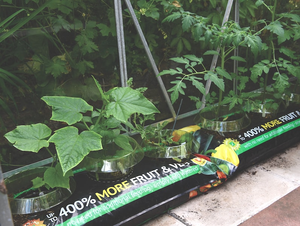 ถุงปลูกมะพร้าวมะพร้าวมะพร้าวมะพร้าวมะพร้าวสกัดจาก100% ถุงปลูกแบบพิธป้องกันเชื้อรา - Product Image 4