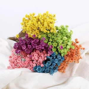 50 piezas al por mayor Mini Brasil estrella Margarita flores secas Mini margaritas flores secas naturales brasileña pequeña estrella Margarita Glixia Decoración - Product Image 6