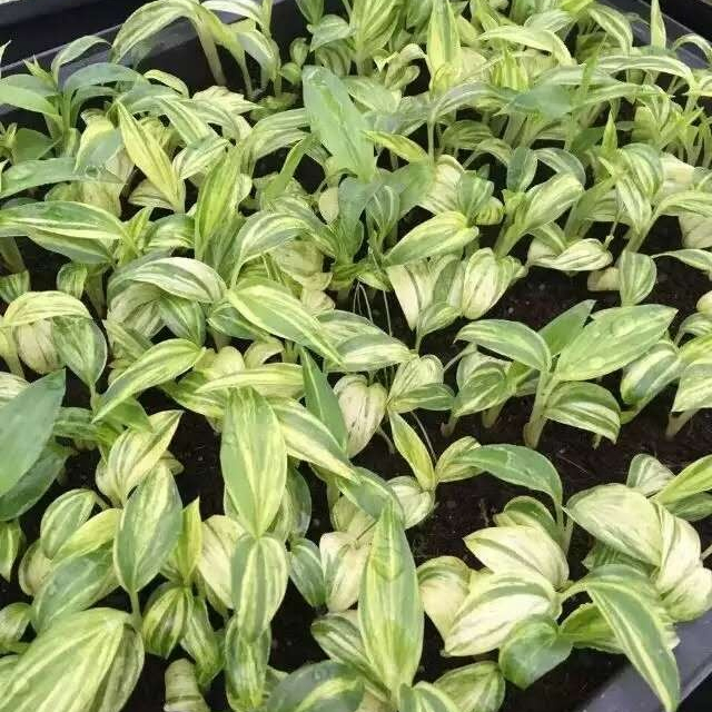 Посева рассады имбиря