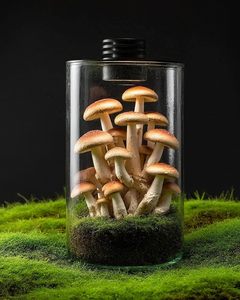 Terrario da Tavolo in Vetro con <span class=keywords><strong>Luce</strong></span> <span class=keywords><strong>per</strong></span> Coltivazione, 25 cm (9.8 pollici) H, <span class=keywords><strong>per</strong></span> Piante, Succulente, Muschio, Mini Giardini, Acquari <span class=keywords><strong>per</strong></span> Pesci Betta, Coltivazione Funghi - Product Image 3