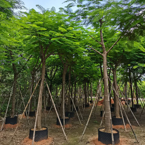 Plantas Vivas de Poinciana Real para Paisajismo en EAU, Árbol de Llama Ornamental al por Mayor para Calles de Ciudades, Hoteles y Jardines - Product Image 2