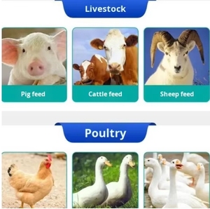 Xoay mô hình Thức ăn viên thiết bị gia cầm Thức ăn viên máy móc Thức ăn viên cho Ovine ngựa - Product Image 3