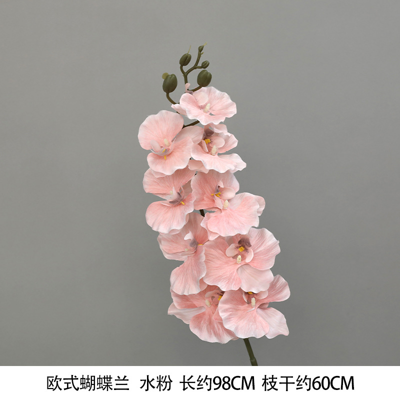 European-style phalaenopsis gouache