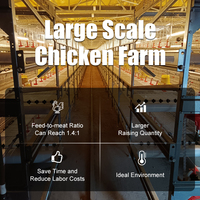 Système de cages à poulets automatiques à 3 niveaux galvanisé à chaud avec alimentation par chaîne pour équipement d'élevage avicole