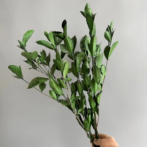 10ชิ้นขายส่งจริงสัมผัสธรรมชาติแห้งสีเขียวดอกไม้ที่เก็บรักษาใบ <span class=keywords><strong>Dracaena</strong></span> <span class=keywords><strong>sanderiana</strong></span> ใบไม้ Ruscus ตกแต่งงานแต่งงานคริสต์มาส - Product Image 1