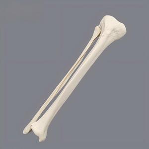 Modelo de Espuma Sólida de Hueso Tibial y Fibular, Simulación de Hueso Tibial y Fibular Humano para Entrenamiento Preoperatorio de Perforación e Implantes Ortopédicos - Product Image 2