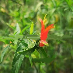 LB02 You Dun Cao乾燥クリナカンサスNutans葉ハーブティー乾燥サバヘビ草葉乾燥中国ハーブ - Product Image 5