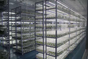 Alocasia Polly Rosa Variegada Rara, Cultivo <span class=keywords><strong>de</strong></span> Tejido, <span class=keywords><strong>Plantas</strong></span> TC al por Mayor para Negocios <span class=keywords><strong>de</strong></span> <span class=keywords><strong>Plantas</strong></span> <span class=keywords><strong>de</strong></span> <span class=keywords><strong>Interior</strong></span>, 3-6 cm - Product Image 3