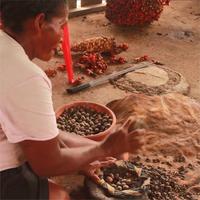 Huile de Batana Bio du Honduras en Vrac pour la Croissance des Cheveux - 100% Pure et Naturelle, Huile de Palmiste Elaeis Oleifera Pressée à Froid |   Fournisseur 1kg