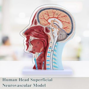 Modèle anatomique de tête humaine grandeur nature, cavité nasale, gorge, cerveau, anatomie pour l'étude en classe de sciences, modèle d'enseignement - Product Image 5