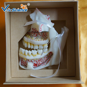 Modello Dentale Completo di Maxilla <span class=keywords><strong>e</strong></span> <span class=keywords><strong>Mandibola</strong></span>, Modello di Osso della <span class=keywords><strong>Mandibola</strong></span> Superiore <span class=keywords><strong>e</strong></span> Inferiore per Formazione Anatomica di Studenti di Stomatologia CE/ISO/ROHS/CNAS - Product Image 2