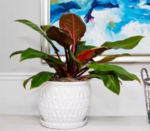 Vasi in Ceramica con Drenaggio, Fioriera in Ceramica Bianca a Goccia con Sottovaso - Product Image 5