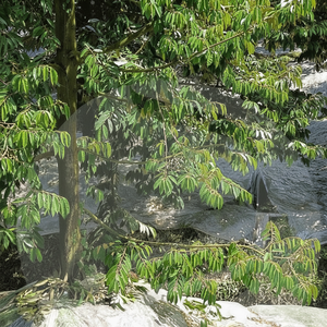 Film de paillis agricole pour la base de l'arbre Durian La régulation de la température isole la température du sol et protège les racines - Product Image 1