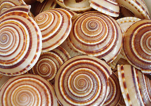 HLESALITH H HQULLD CCOMTIIIRIIIE E OOOM M - Product Image 6