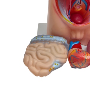 Maniquí Desmontable <span class=keywords><strong>de</strong></span> PVC Duradero <span class=keywords><strong>de</strong></span> Alta Calidad para <span class=keywords><strong>la</strong></span> Enseñanza <span class=keywords><strong>de</strong></span> Ciencias Médicas a Niños, Modelo <span class=keywords><strong>de</strong></span> Torso con <span class=keywords><strong>Cabeza</strong></span> <span class=keywords><strong>y</strong></span> <span class=keywords><strong>Cuello</strong></span> (42 cm) - Product Image 6