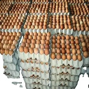 Best Quality Fresh Brown Table Chicken Eggs Cheap Fresh Chicken Table Eggs Fresh Chicken in bulk Brown Eggs from Brazil