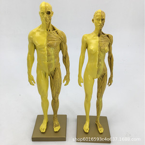 30cm  CG - Product Image 1