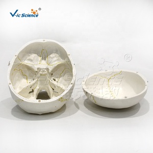 Modelo de <span class=keywords><strong>Cráneo</strong></span> Desmontable para Adultos, Modelo de Anatomía Ósea de PVC para Entrenamiento Educativo en Hospitales - Product Image 6