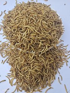 Yüksek proteinli kurutulmuş Mealworms doğal hayvan yemi ve balık yemi tahılsız bir torbada paketlenmiştir - Product Image 2
