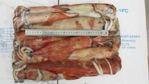 حبار صغير مجمد من نوع لوليجو - Product Image 5