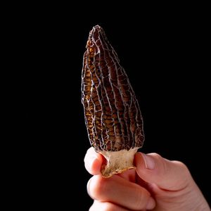 Le premier lot de <span class=keywords><strong>morilles</strong></span> fraîches a une chair épaisse et les <span class=keywords><strong>morilles</strong></span> du plateau du Yunnan - Product Image 5