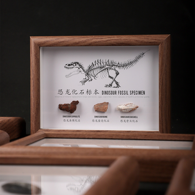 Natural Fossil Specimen Frame Educational Geological