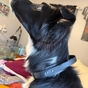 Collar de perro con mango duradero personalizado de 1,5 "de ancho, Collar resistente al agua para mascotas, Collar de perro fácil de limpiar para perros de servicio - Product Image 5