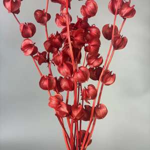 Vente chaude, fleurs préservées de bonne qualité, Poha, groseille à maquereau pour fleurs décoratives - Product Image 4