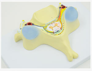 Modelo <span class=keywords><strong>de</strong></span> sección transversal <span class=keywords><strong>de</strong></span> la quinta vértebra cervical humana con médula espinal - Herramienta <span class=keywords><strong>de</strong></span> enseñanza <span class=keywords><strong>de</strong></span> anatomía para Neurología y Ortopedia - Product Image 2