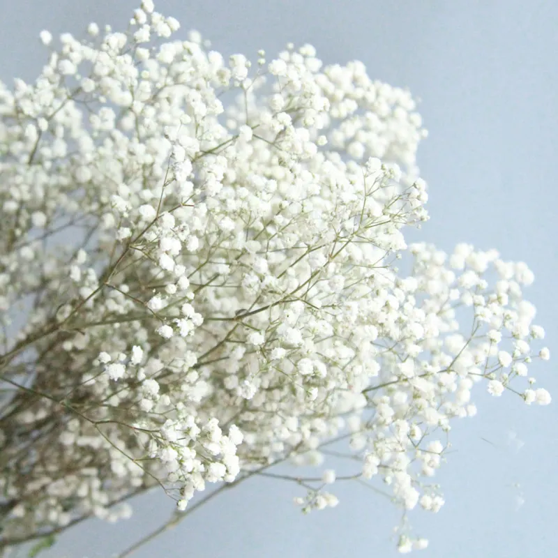 Gypsophila estabilizada para decoración de boda, gypsophila preservada, flor pequeña blanca