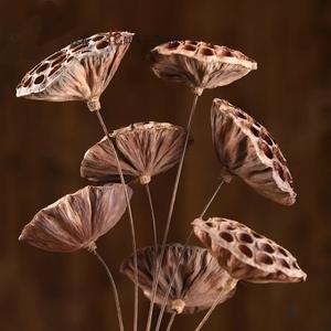 <span class=keywords><strong>ฝัก</strong></span><span class=keywords><strong>บัว</strong></span>แห้งฝักบัวดิบและแห้งโฆษณา - Product Image 3