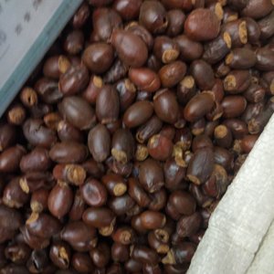 Li zhi he-<span class=keywords><strong>semillas</strong></span> puras secas de alta calidad, <span class=keywords><strong>semillas</strong></span> naturales de lichi para hierbas - Product Image 6