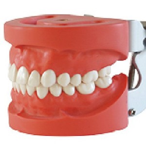 Modelo dental Heidefee de 28 dientes con encías duras para exhibición, educación, entrenamiento y uso doméstico - Product Image 2