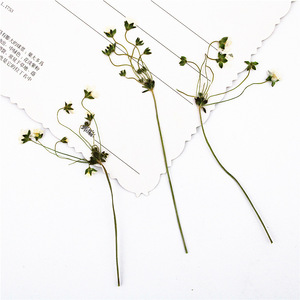 Fleurs blanches étoilées séchées et pressées avec tiges pour résine, coques de téléphone, marque-pages, scrapbooking et artisanat - Product Image 2