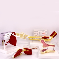 Modèle anatomique Tianlian TL-JX052 des membres supérieurs et des articulations de la hanche humaines avec muscles, ligaments vasculaires et os - Utilisation en laboratoire Classe I
