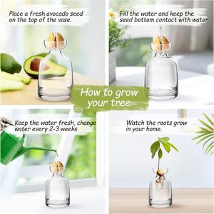<span class=keywords><strong>Vase</strong></span> à fleurs d'<span class=keywords><strong>avocat</strong></span> en verre moderne et kit de culture avec plante de gland pour décoration intérieure de bureau à la maison - Product Image 6