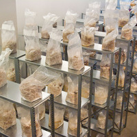 Sac d'Incubation pour Mycélium et Culture de Champignons en Polypropylène